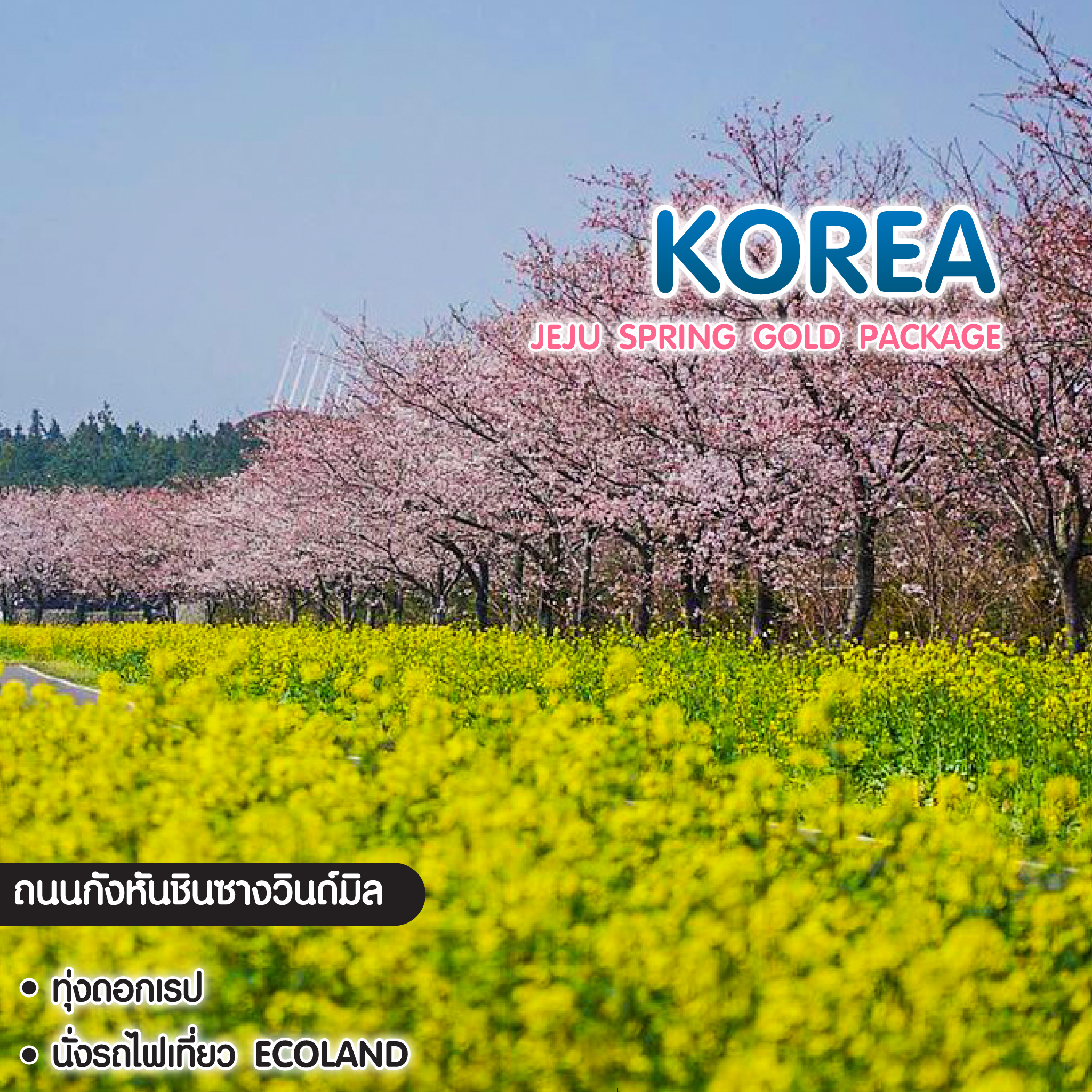 ทัวร์เกาหลี เชจู Jeju Gold Package Spring 