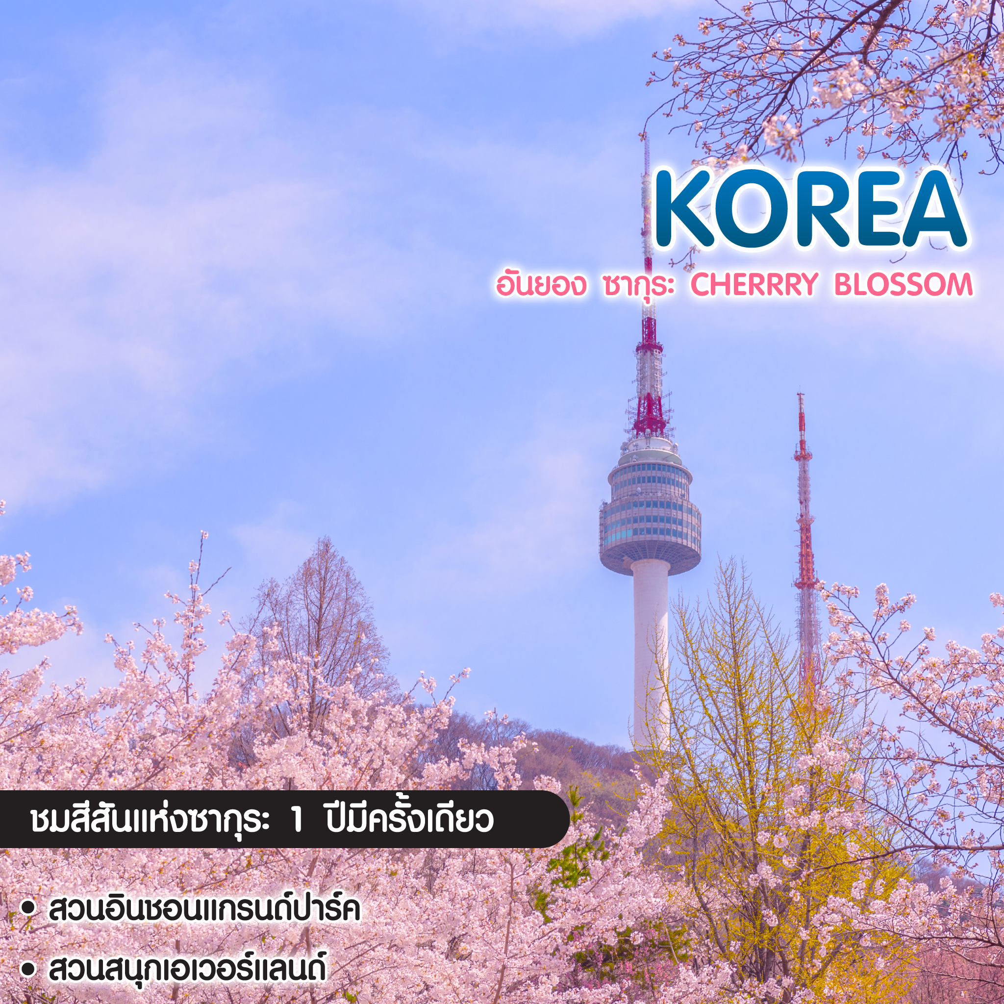 ทัวร์เกาหลี อันยอง ซากุระ Cherry Blossom