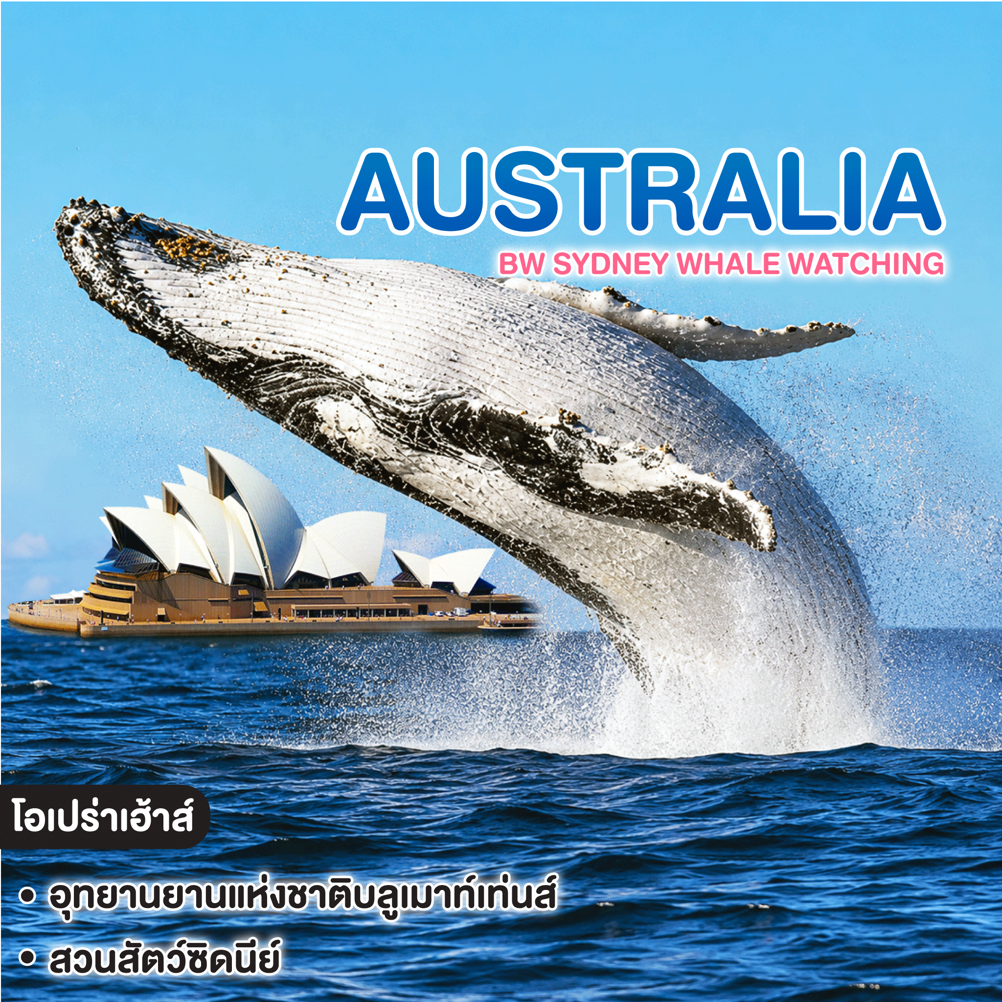 ทัวร์ออสเตรเลีย BW SYDNEY Whale Watching